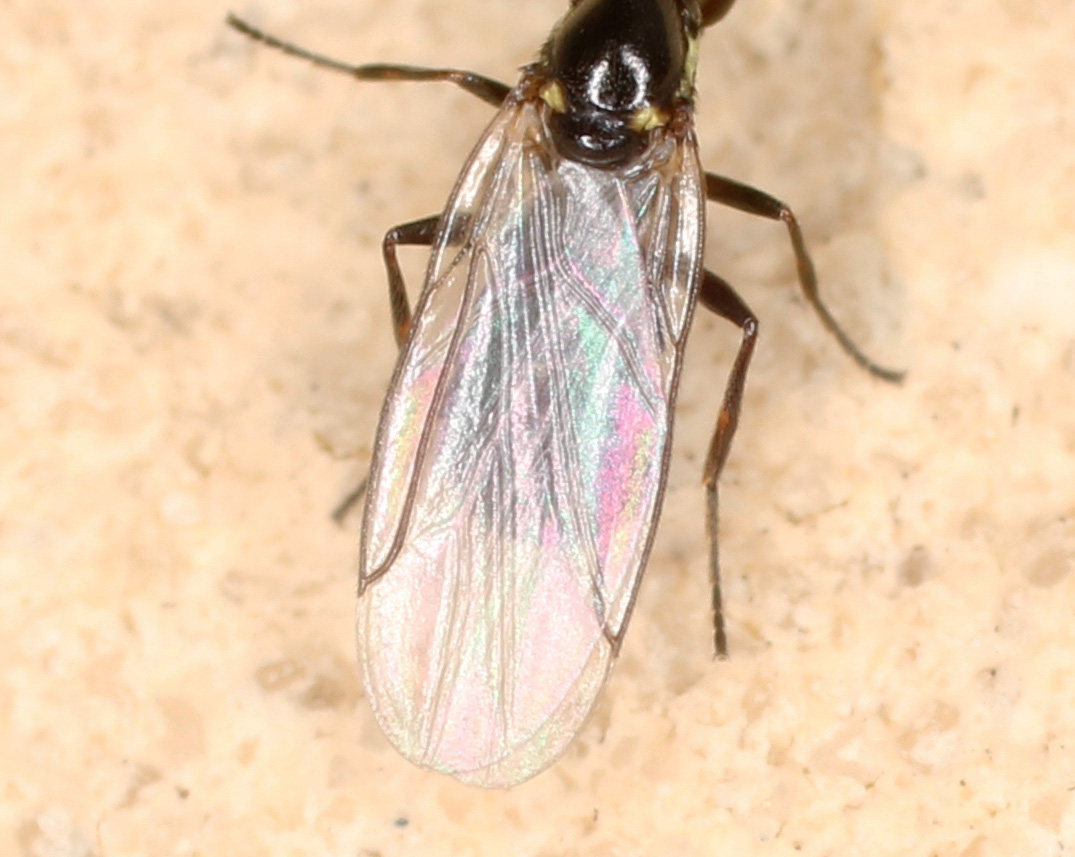 Scatopsidae: cfr. Scatopse notata